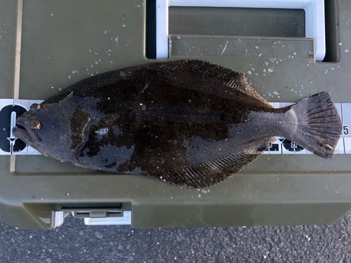 ソゲの釣果