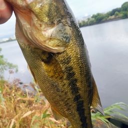 ラージマウスバス