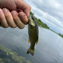 スモールマウスバス