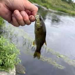 スモールマウスバス