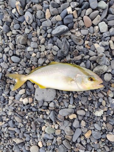 ショゴの釣果