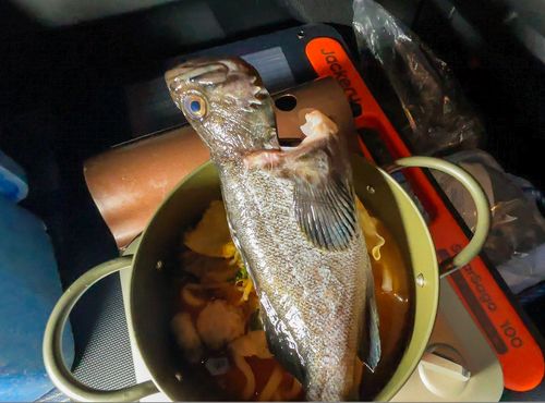 クロソイの釣果