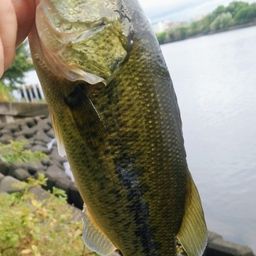 ラージマウスバス