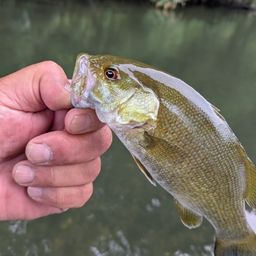 スモールマウスバス