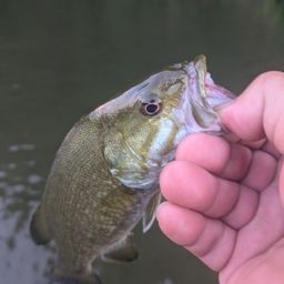 スモールマウスバス