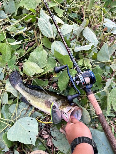 ブラックバスの釣果