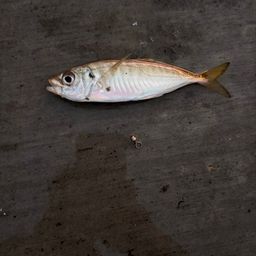 アジ
