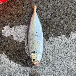 アジ