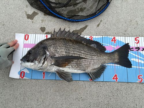 クロダイの釣果