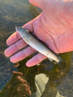 アユの釣果