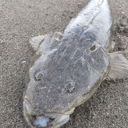 マゴチ