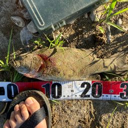 スモールマウスバス