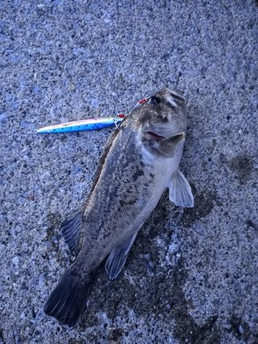 クロソイの釣果