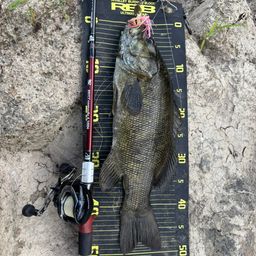 スモールマウスバス