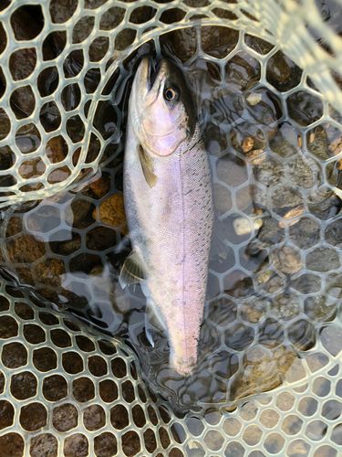 ヤマメの釣果