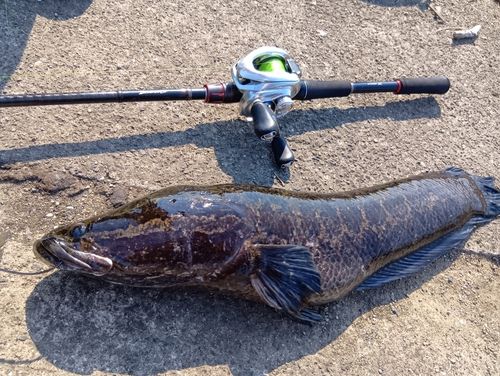 ライギョの釣果