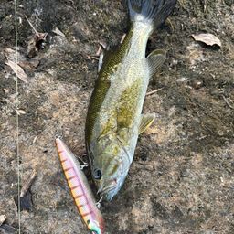 スモールマウスバス