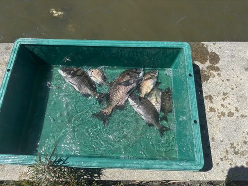 チヌの釣果