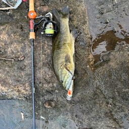 スモールマウスバス