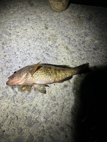 オオモンハタの釣果