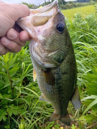 ラージマウスバスの釣果