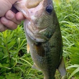 ラージマウスバス