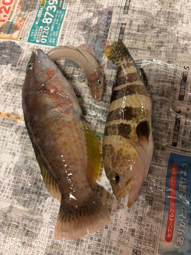 キスの釣果