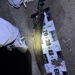 ニホンナマズ