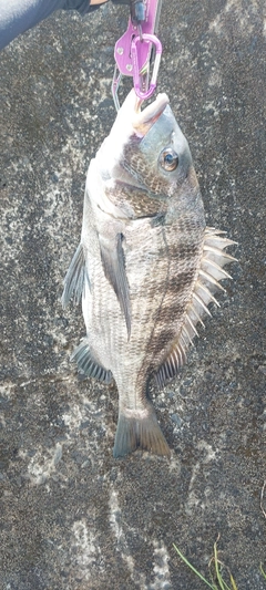 チヌの釣果