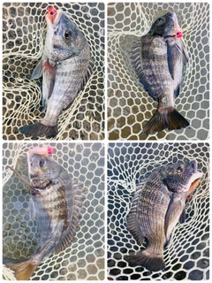 チヌの釣果