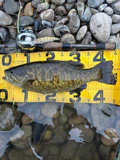 スモールマウスバスの釣果