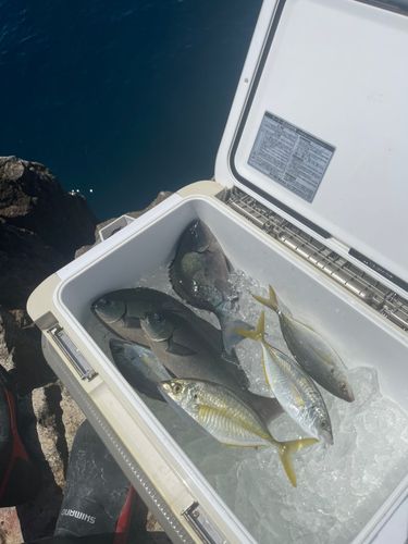 オナガグレの釣果
