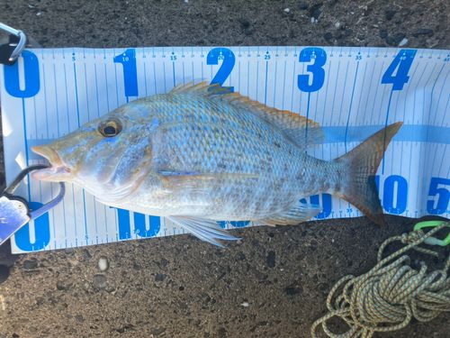 ハマフエフキの釣果