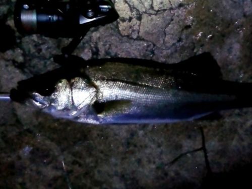 セイゴ（マルスズキ）の釣果