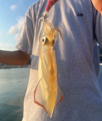 ケンサキイカの釣果
