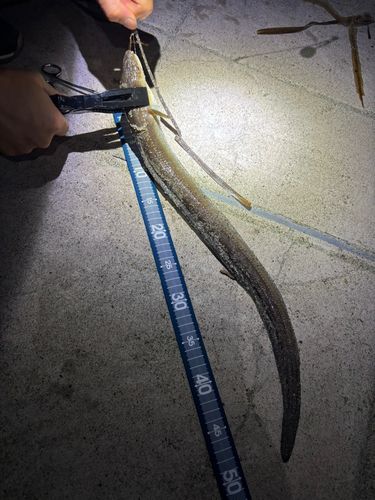 アナゴの釣果