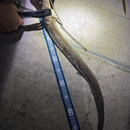 アナゴ