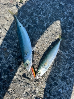 サバの釣果
