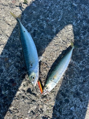 サバの釣果