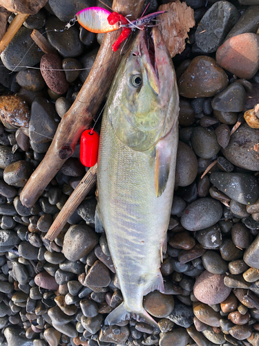 アキアジの釣果