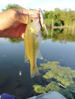 ブラックバスの釣果