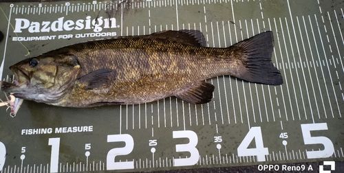 スモールマウスバスの釣果