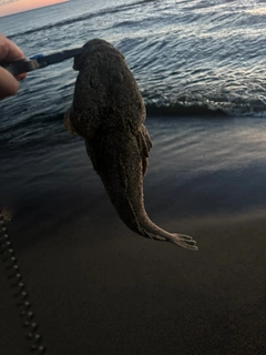 マゴチの釣果