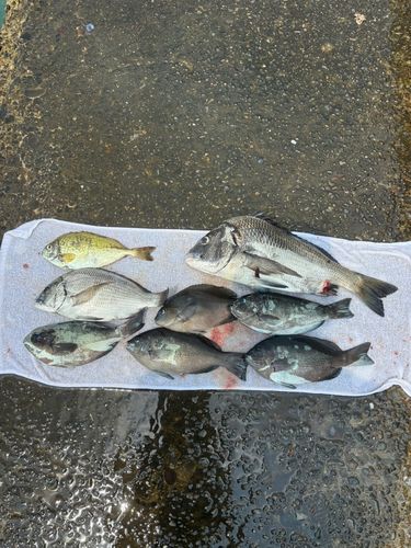 グレの釣果