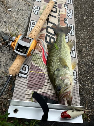 ラージマウスバスの釣果