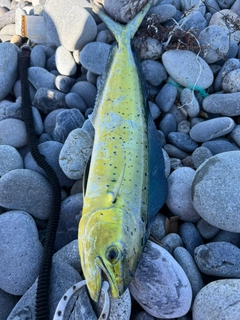 シイラの釣果