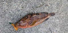 アコウの釣果