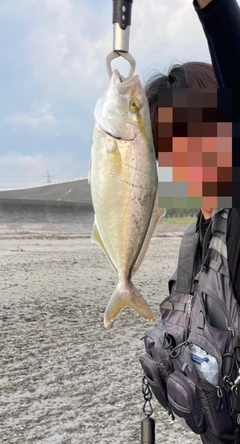 ショゴの釣果