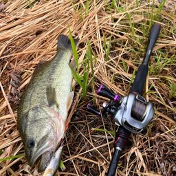 ラージマウスバス