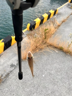 キスの釣果